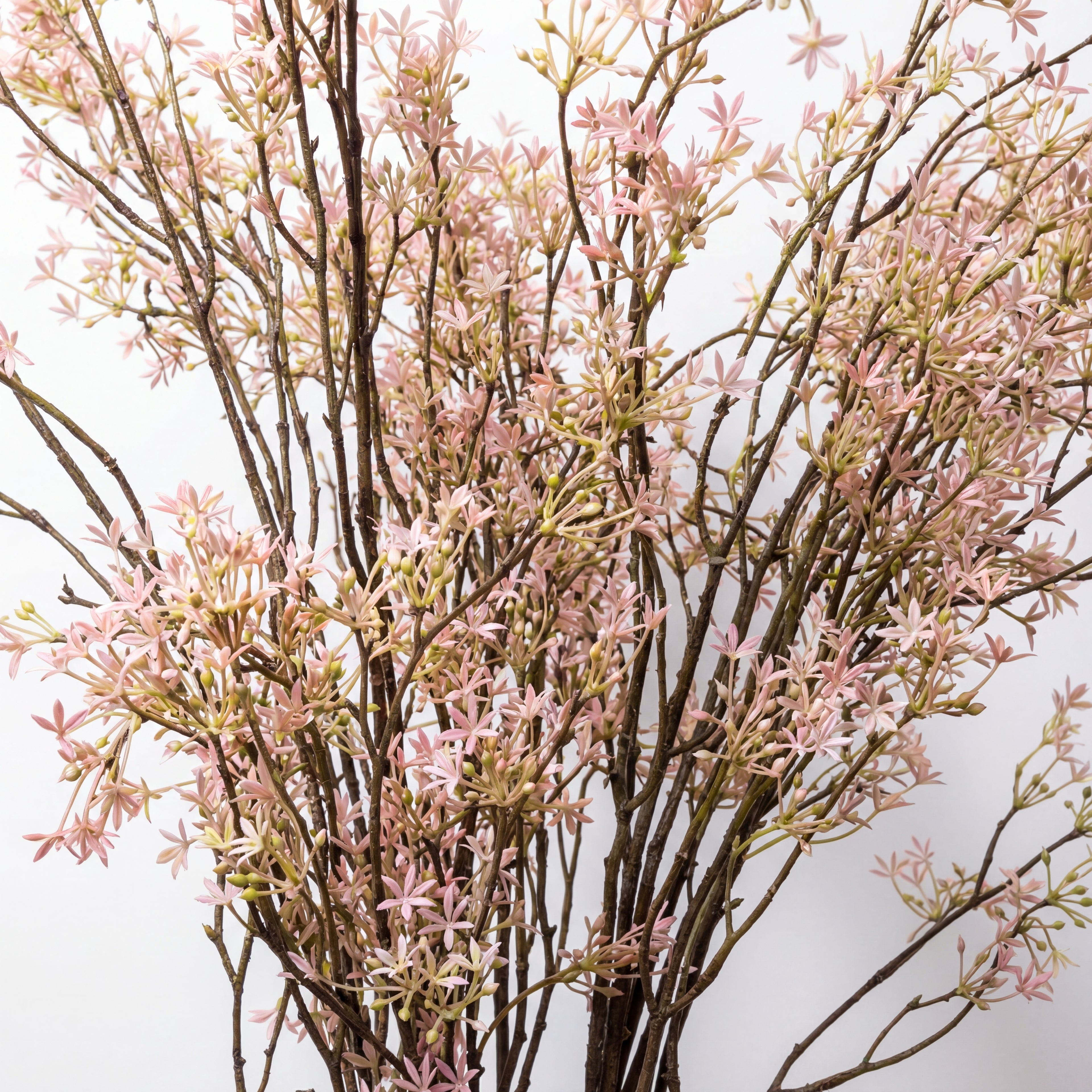 Maison Fleuré - No. 2