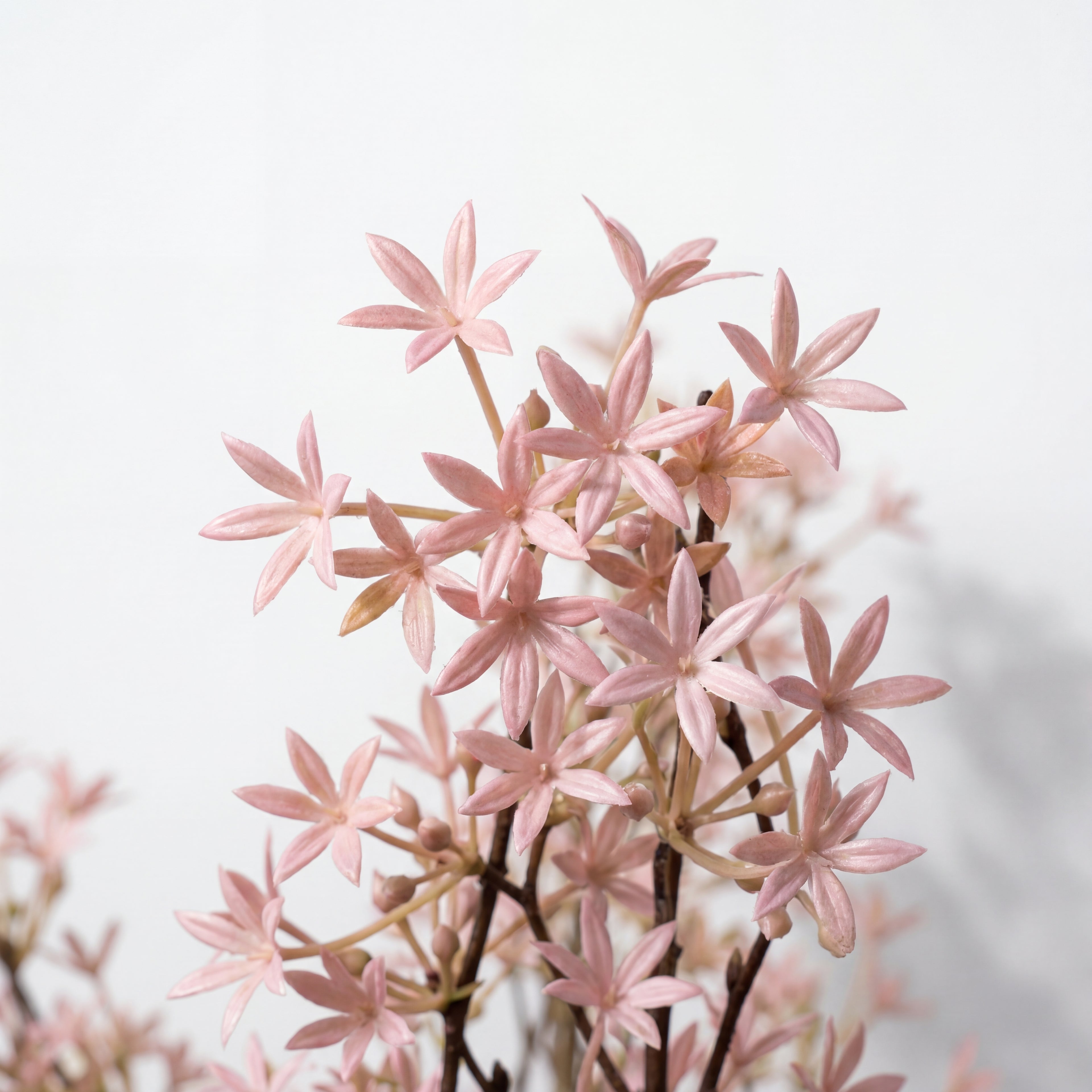 Maison Fleuré - No. 2