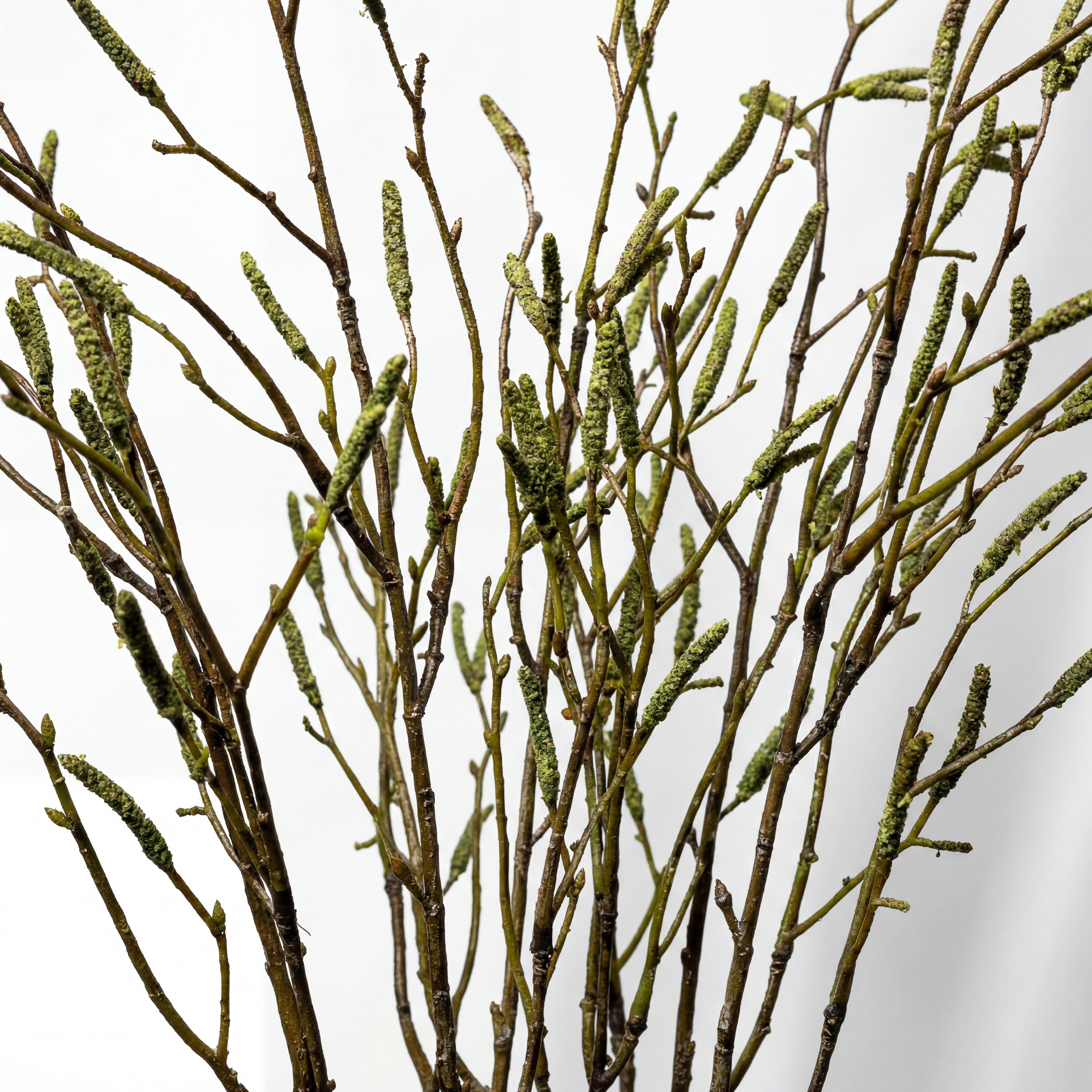 Maison Fleuré No. 9